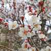 春～花粉症と梅の花