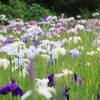 【2025年】花菖蒲がまもなく見頃！東京都近郊のおすすめスポット6選｜東京都内の庭園から千葉県の人気スポットまで初夏を彩る花菖蒲の名所（写真レビュー）