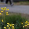 河童の日々遊山　日常の風景