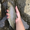 支流の小さな落ち込みに居た尺岩魚