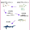 ・魚介類への放射能汚染が心配