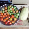 昨年収穫した青いフルティカトマト、赤くしながら食べています。