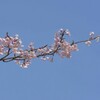 三徳園：ことりの森へお花見（岡山市東区竹原）