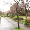 府中市郷土の森公園、で梅まつり巡り