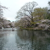 お花見サイクリング 桜三昧^^！パートⅥ　井の頭公園へ