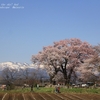 谷地橋の江戸彼岸桜・・