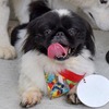 No.1484 こしあん （ペキニーズ 5歳位 ♂）