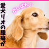 愛犬の腫瘍が大きくなってる