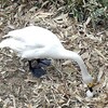 酒田・飯森山公園の白鳥が産卵　2006年以来のふ化に期待