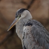 天王寺公園のアオサギ