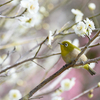 春の野鳥観察-岡本梅林公園-
