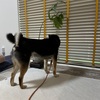 黒柴 🐶 つん