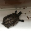 クサガメ🐢ポコの飼育日記🐢⑬