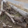 原木の移動　小屋が満杯