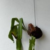 【観葉植物】ビカクシダもちょっとやばいかも…
