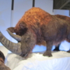 国立科学博物館・化石ハンター展の振り返り　後編