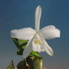 Cattleya sincorana f.alba`White Star' 