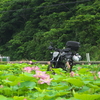 雨の合間にプチツーリング　鳴門古代蓮とちょっと紫陽花