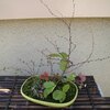 寄せ植え