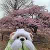 #代々木公園#河津桜#ミモザ