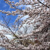 京都の桜