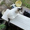 早朝の野良猫たち にゃんトリプル