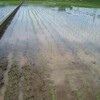 飯能風土紀の田植え2010