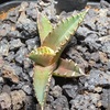 アガベ・チタノタ レッドキャットウィーズル成長記録①(Agave Red Catweazle growth record)