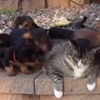 猫派が多くて怒った子犬が1匹の猫に大勢で戦いを挑む動画