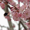 エゾ山桜と千島桜