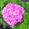 紫陽花は、あじさい　変わってもアジサイ　Hydrangea