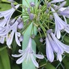 Agapanthus