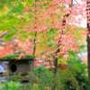 まさにモミジ王国！中野邸記念館は紅葉まっさかり！