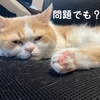 雨田甘夏、確信犯です。【猫と配色と目立ち事情】