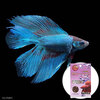 （熱帯魚）ベタ・ダブルテール　色指定なし（オス）（1匹）　ベタの底砂　ボルケーノ・レッド付き　北海道・九州航空便要保温