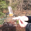 代々木公園ランニング〜早咲きの桜と、バードサンクチュアリーのヤマガラ〜