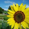 ひまわりと青空