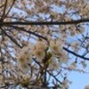 満開の桜