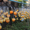 干し柿作り　１０月４日