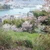 千光寺への道　千光寺公園の桜