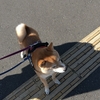 お散歩の後は、まったり、だよ