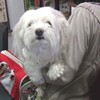 ご来店のお客様の中には動物を飼っていらっしゃる方も多くいらっしゃいます。