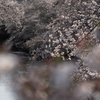 桜を撮るのは義務です。