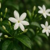フィリピンの花を徹底解説｜国花サンパギータから伝統・文化・観光まで