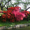 高崎公園周辺でツツジ・藤・牡丹　20160426