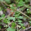 南方系の花ブクリョウサイ