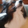 復元ドライヤーは犬にも使える？5年使って分かった仕上がりの違い