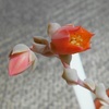 デレッセーナ。花芽がでてから咲くまでの記録。