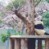 桜の動物園