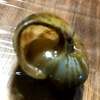 カタツムリが動かない? 生死の確認方法を教えます。